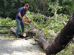 Best Hazardous Tree Removal  in Penn Farms, PA