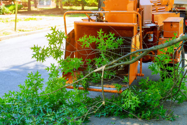 Best Utility Line Clearance  in Penn Farms, PA