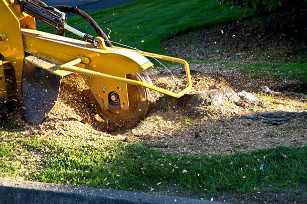 Best Hedge Trimming  in Penn Farms, PA